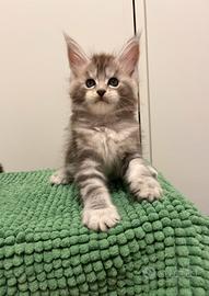 Maine Coon