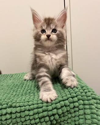 Maine Coon