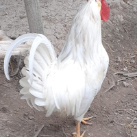 Galline e galli Americani