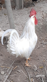 Galline e galli Americani