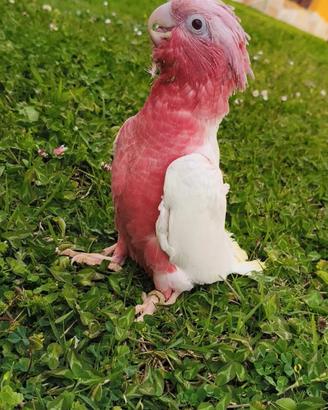 Cacatua Rosecapilla Lutino allevato a mano
