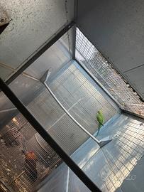 Pulli parrocchetto dal collare verde