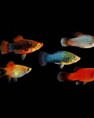 Pesci Platy mix per acquario acqua dolce giovani