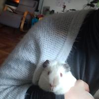 Porcellino d'india o cavia