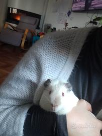 Porcellino d'india o cavia