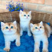 Gattini British Golden