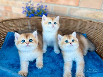 Gattini British Golden