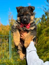 Super cuccioli di pastore tedesco