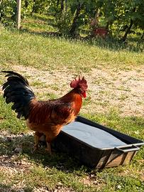 Gallo