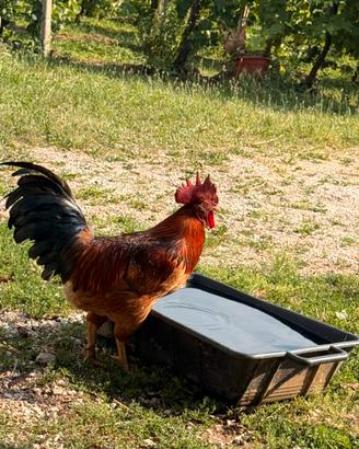 Gallo