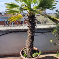 Trachicarpus fortunei