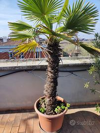 Trachicarpus fortunei