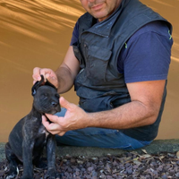 Cuccioli cane corso lonato del garda