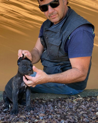 Cuccioli cane corso lonato del garda