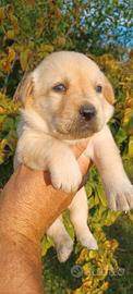 Labrador