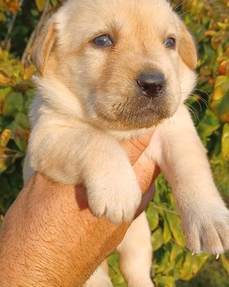 Labrador