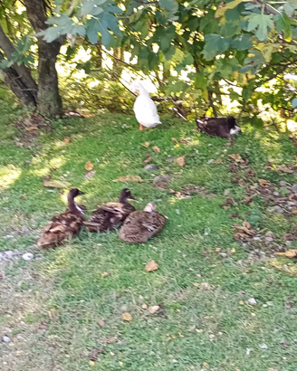 Animali da cortile
