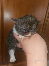 Gatto persiano femmina 1