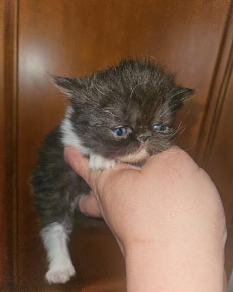 Gatto persiano femmina 1