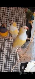 Diamanti del Gould
