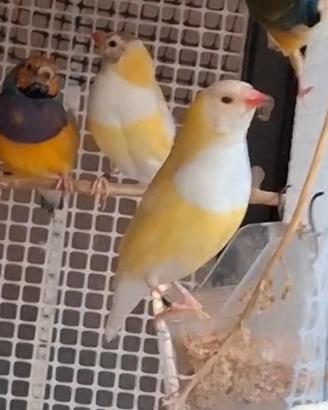 Diamanti del Gould