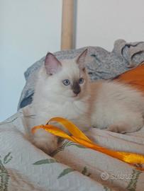 Ragdoll cucciola chocolate point