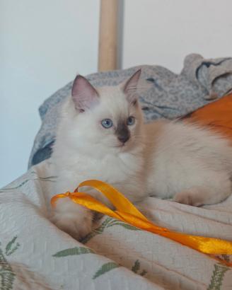 Ragdoll cucciola