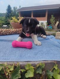 Border Collie cucciolo