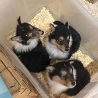 Vendita Cuccioli Collie