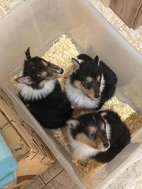 Vendita Cuccioli Collie
