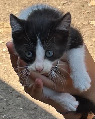 Cucciolo di gatto