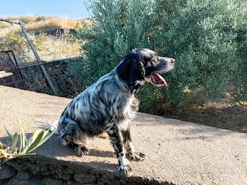 setter inglese 
