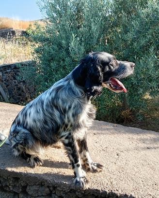 setter inglese 