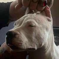 Dogo Argentino