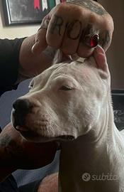 Dogo Argentino