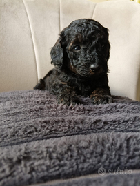 Barboncino mini mini toy