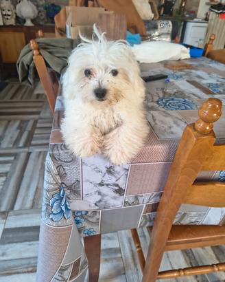 Maltese