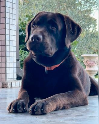 LABRADOR per accoppiamento Monta