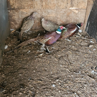 Oche femmine coppie fagiani e anatra muta maschio