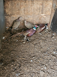 Oche femmine coppie fagiani e anatra muta maschio