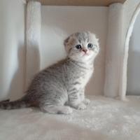 Cucciolo di Scottish Fold
