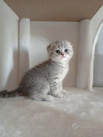 Cucciolo di Scottish Fold