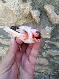 Arlecchino portoghese 2025