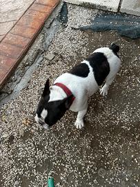 Bulldog francese
