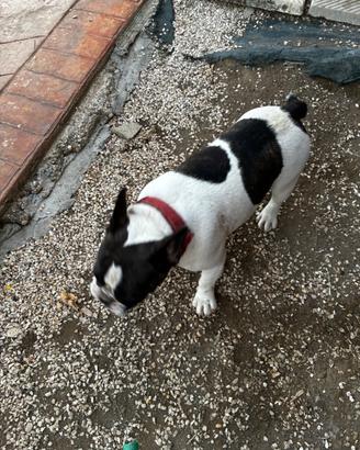 Bulldog francese