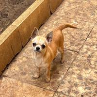 Chihuahua femmina con pedigree