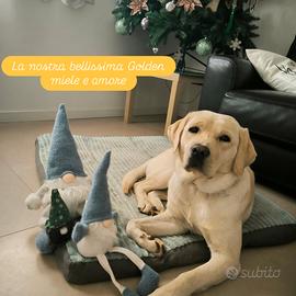 Labrador femmina vorrebbe fidanzarsi