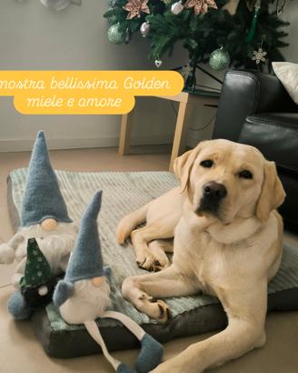 Labrador femmina vorrebbe fidanzarsi