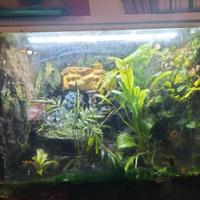 Terrario con rana milk