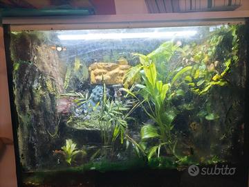 Terrario con rana milk